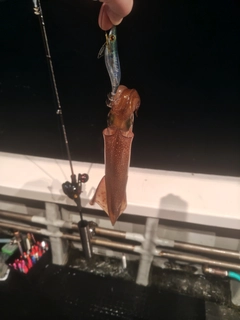 ヤリイカの釣果