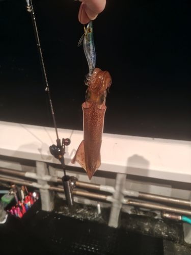 ヤリイカの釣果