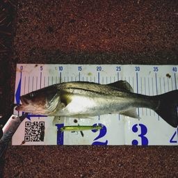 フッコ（マルスズキ）