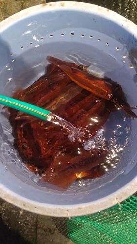 スルメイカの釣果