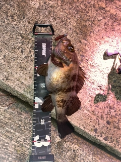 シロメバルの釣果