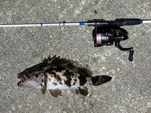 ベッコウゾイの釣果