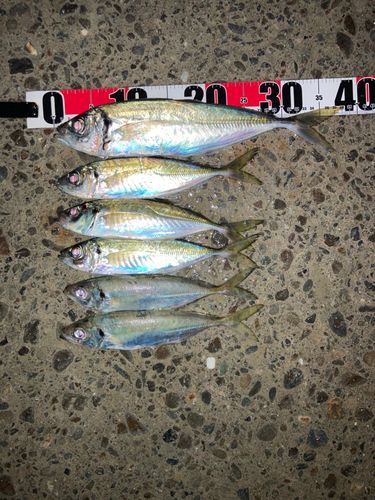 マアジの釣果