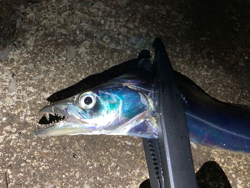 タチウオの釣果