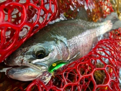 ニジマスの釣果