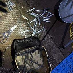 トウゴロウイワシ