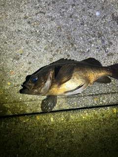 シロメバルの釣果