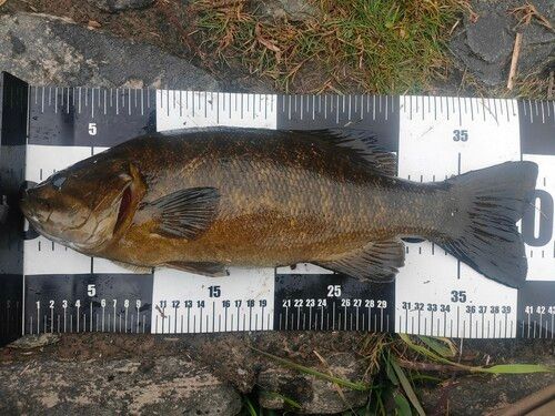 スモールマウスバスの釣果