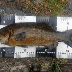 スモールマウスバス