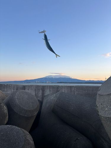サバの釣果