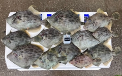 カワハギの釣果