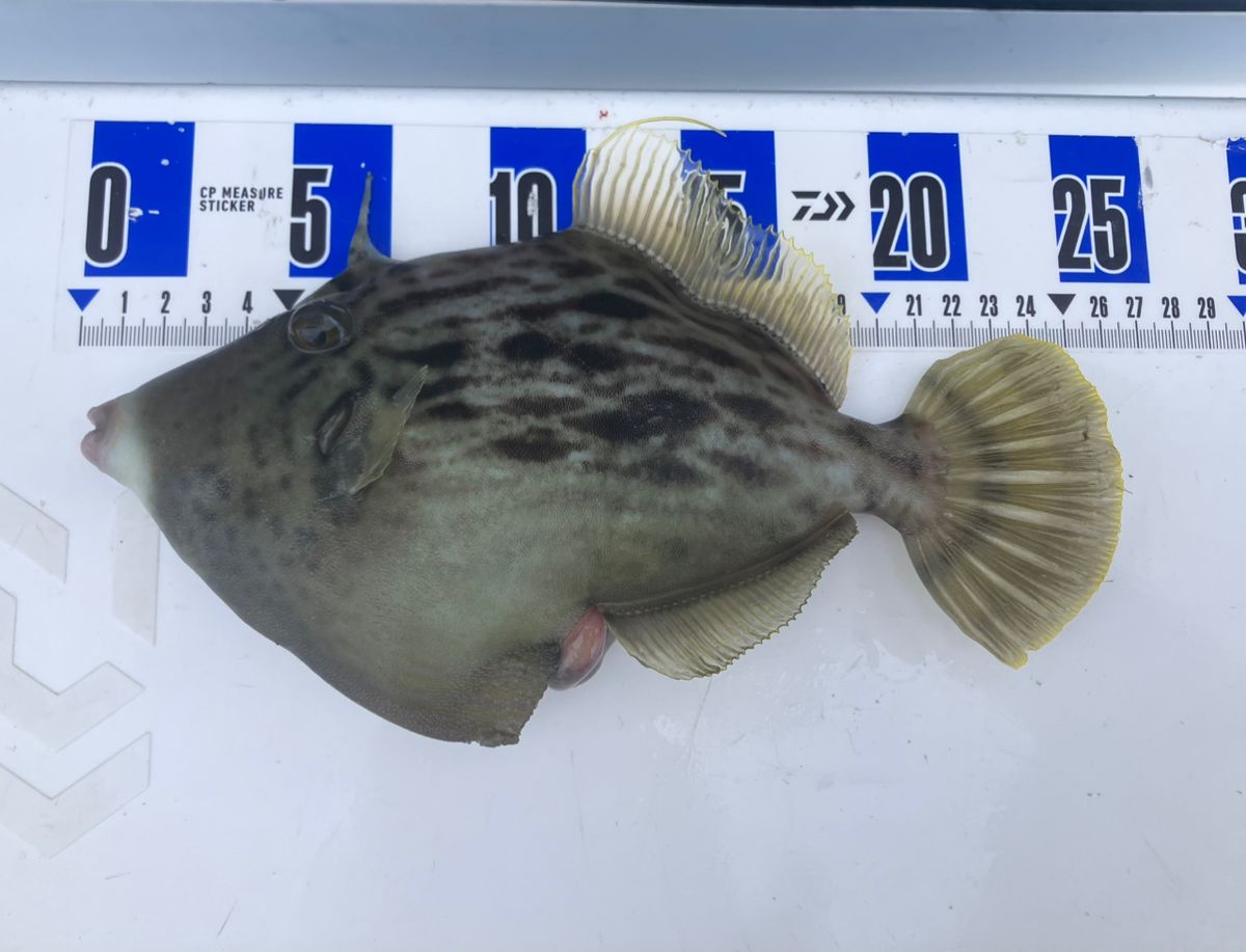 アングラーナーヒャンさんの釣果 2枚目の画像