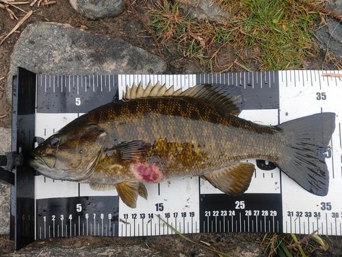 スモールマウスバスの釣果