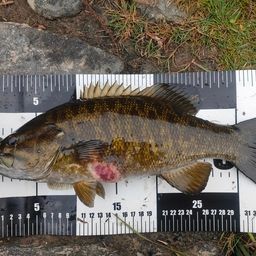 スモールマウスバス