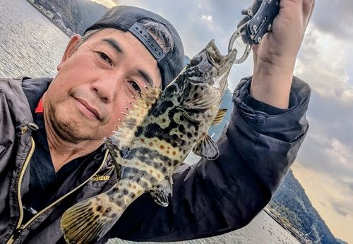 チャイロマルハタの釣果