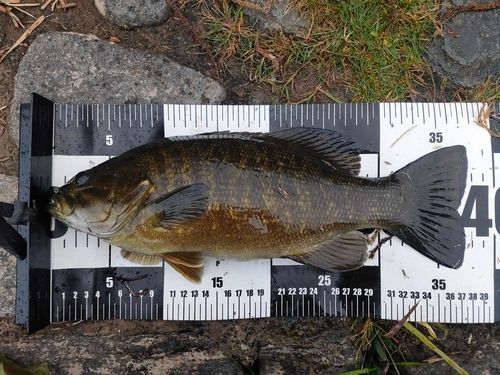 スモールマウスバスの釣果