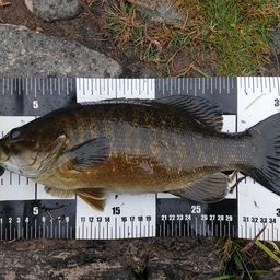 スモールマウスバス