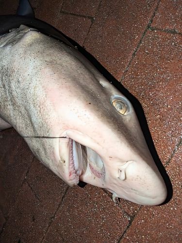 豊洲ぐるり公園