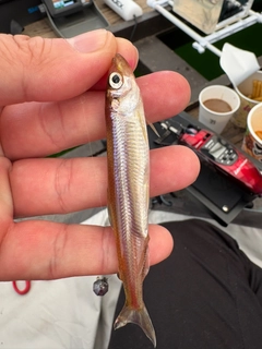 ワカサギの釣果