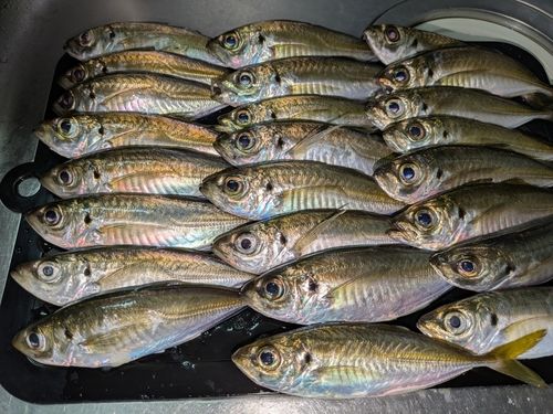 アジの釣果