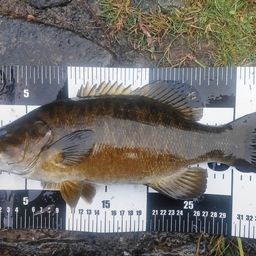 スモールマウスバス