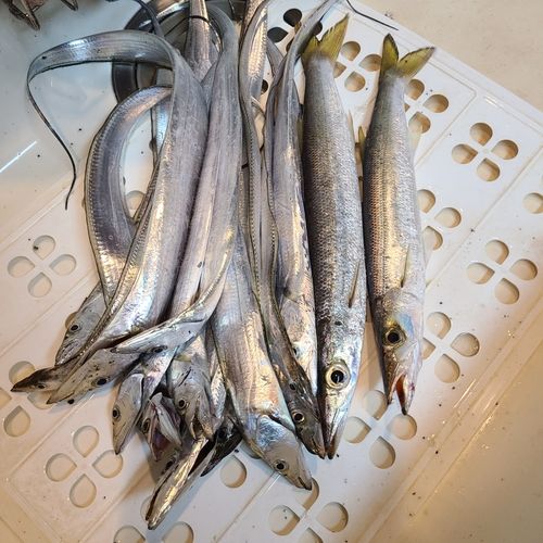 タチウオの釣果