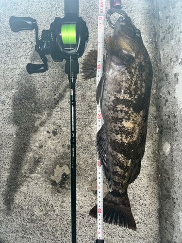 アイナメの釣果