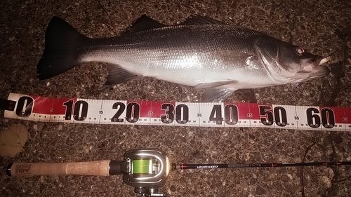 シーバスの釣果