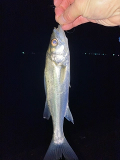 セイゴ（マルスズキ）の釣果
