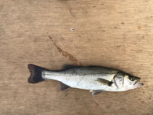 シーサイドコスモ釣り解放区