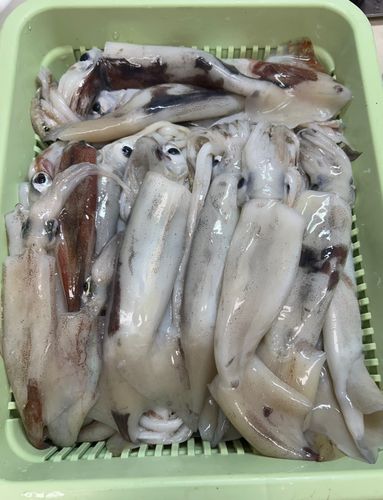 スルメイカの釣果