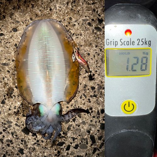 アオリイカの釣果