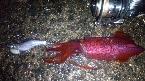 ケンサキイカの釣果
