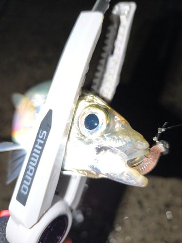 関門海峡（山口）