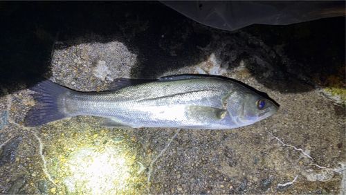 セイゴ（ヒラスズキ）の釣果