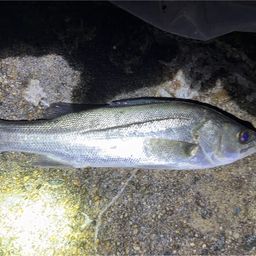 セイゴ（ヒラスズキ）