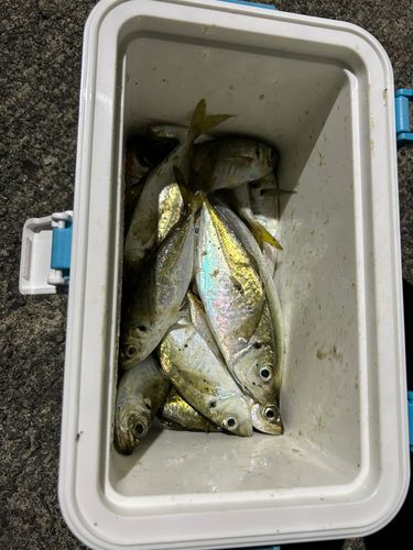 マアジの釣果