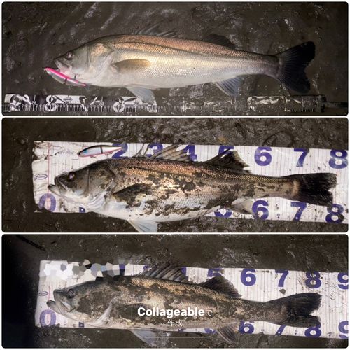 シーバスの釣果