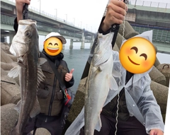 シーバスの釣果