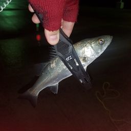 セイゴ（ヒラスズキ）