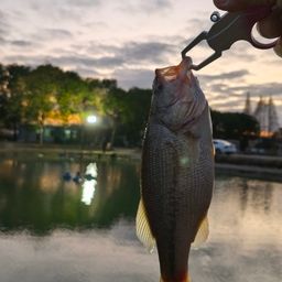 ラージマウスバス