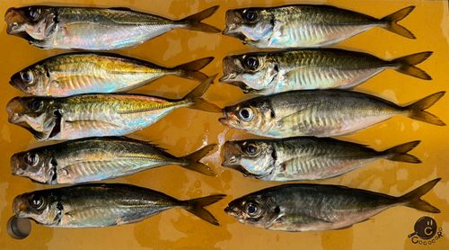 アジの釣果