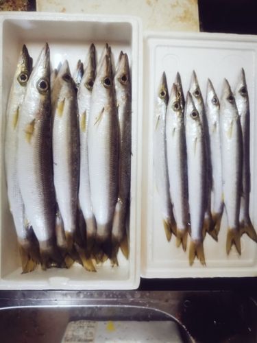 カマスの釣果