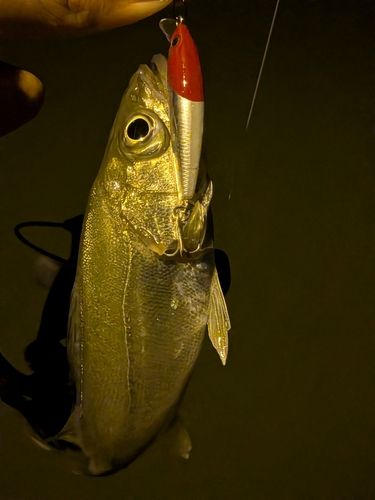 セイゴ（マルスズキ）の釣果