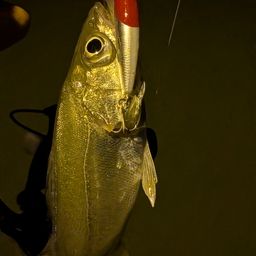 セイゴ（マルスズキ）