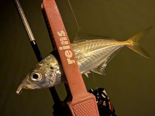 マアジの釣果