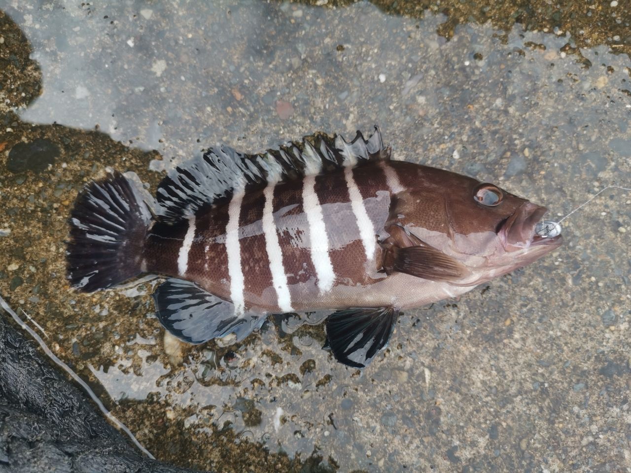 SHIMANO 23ソアレ BB アジング S64UL-Sの最安値・インプレ・釣果