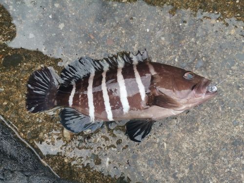 マハタモドキの釣果