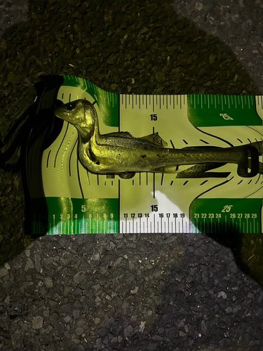 セイゴ（マルスズキ）の釣果