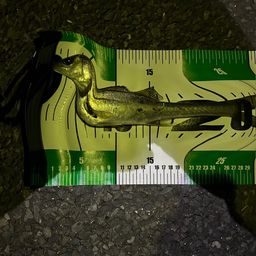 セイゴ（マルスズキ）